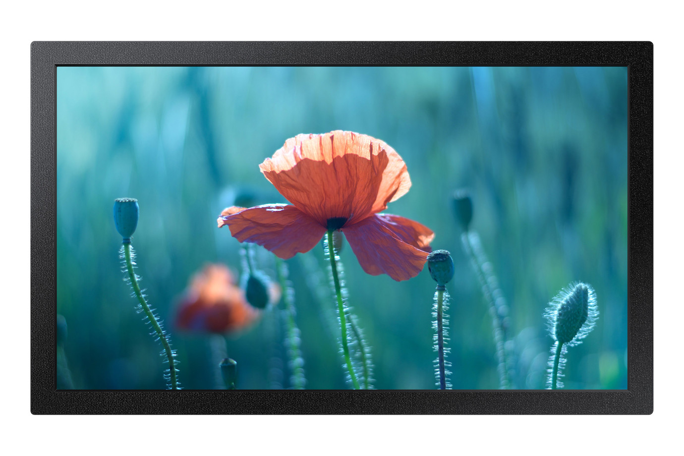 Samsung QB13R-TM | 13 Zoll | Touch Display inkl. Tizen Player